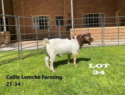 1 x BOER GOAT BUCK Alida Lemcke