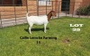 1 x BOER GOAT DOE Alida Lemcke