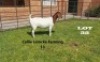 1 x BOER GOAT DOE Alida Lemcke - 2