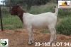 LOT 94 1X KOMMERSIELE OOI/COMMERCIAL EWE BOERBOK TSEPAMO & CO LTD