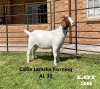 1 x BOER GOAT DOE Zoe Khoetso