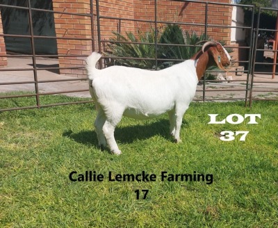 1 x BOER GOAT DOE Alida Lemcke