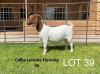 1 x BOER GOAT DOE Alida Lemcke