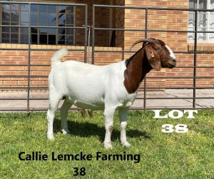 1 x BOER GOAT DOE Alida Lemcke