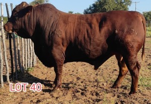 1 x DROUGHT MASTER BULL LJV