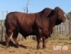 1 x DROUGHT MASTER BULL LJV - 2