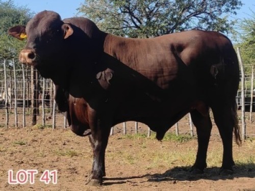 1 x DROUGHT MASTER BULL LJV