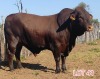 1 x DROUGHT MASTER BULL LJV - 2