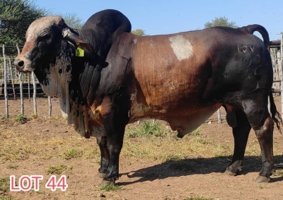 1 x BRAHMAN RED BULL LJV