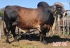 1 x BRAHMAN RED BULL LJV - 2