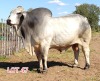 1 x BRAHMAN WHITE BULL LJV