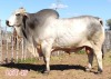 1 x BRAHMAN WHITE BULL LJV - 2