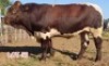 1 x PINZGAUER BULL LJV - 2