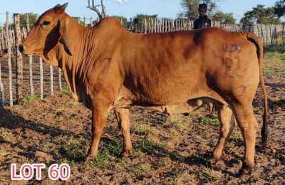 1 x BRAHMAN RED COW LJV