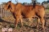 1 x BRAHMAN RED COW LJV - 2