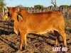 1 x BRAHMAN RED COW LJV - 3