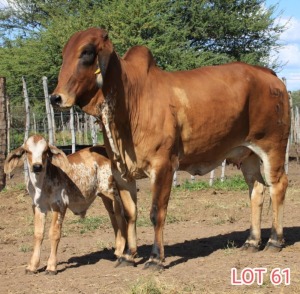 1 x BRAHMAN RED COW LJV