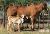 1 x BRAHMAN RED COW LJV - 2