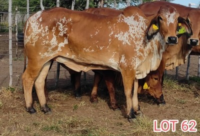 1 x BRAHMAN RED HEIFER LJV