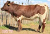 2 x PINZGAUER HEIFER LJV (PAY PER PIECE TO TAKE THE LOT) - 2