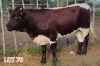 2 x PINZGAUER HEIFER LJV (PAY PER PIECE TO TAKE THE LOT) - 3