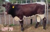 2 x PINZGAUER HEIFER LJV (PAY PER PIECE TO TAKE THE LOT) - 4