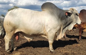 1 x BRAHMAN WHITE - SEMEN BOS 13-17