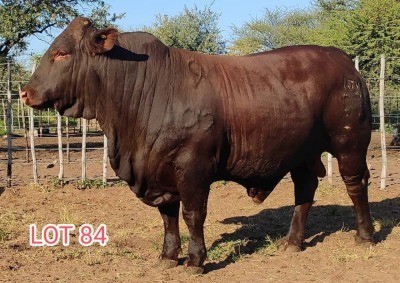 1 x DROUGHT MASTER BULL LJV