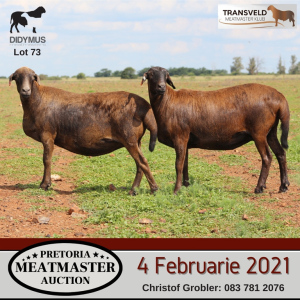 LOT 73 4X MEATMASTER OOI/EWE DIDYMUS MEATMASTERS(PER STUK OM LOT TE NEEM/PER PIECE TO TAKE THE LOT)