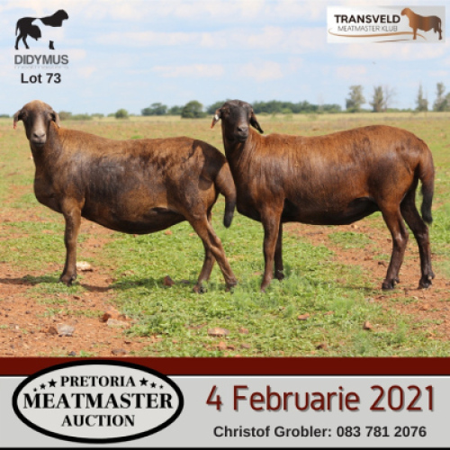 LOT 73 4X MEATMASTER OOI/EWE DIDYMUS MEATMASTERS(PER STUK OM LOT TE NEEM/PER PIECE TO TAKE THE LOT)