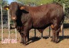 1 x DROUGHT MASTER BULL LJV - 2