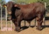 1 x DROUGHT MASTER BULL LJV - 2
