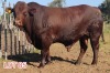 1 x DROUGHT MASTER BULL LJV