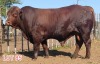 1 x DROUGHT MASTER BULL LJV - 2