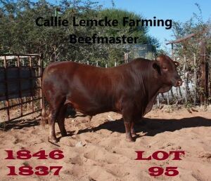 1 x BEEFMASTER BULL Callie Lemcke