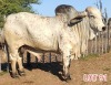 1 x BRAHMAN RED BULL LJV