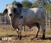 1 x BRAHMAN RED BULL LJV - 2