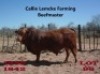 1 x BEEFMASTER BULL Nico Lemcke