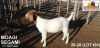 LOT 101 1X KOMMERSIELE OOI/COMMERCIAL EWE BOERBOK MS FARMING HEUNINGVLEI 072 542 4271 - 2