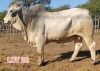 1 x BRAHMAN WHITE BULL LJV