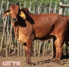 2 x BRAHMAN RED COW (PAY PER PIECE TO TAKE THE LOT)