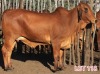 2 x BRAHMAN RED COW (PAY PER PIECE TO TAKE THE LOT) - 2