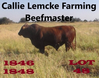 1 x BEEFMASTER BULL Nico Lemcke