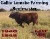 1 x BEEFMASTER BULL Nico Lemcke