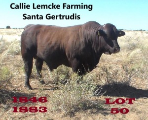 1 x SANTA GERTRUDIS BULL Callie Lemcke