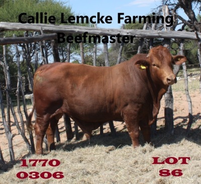 1 x BEEFMASTER BULL Nico Lemcke