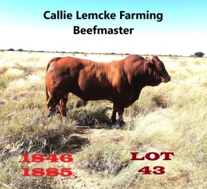 1 x BEEFMASTER BULL Nico Lemcke