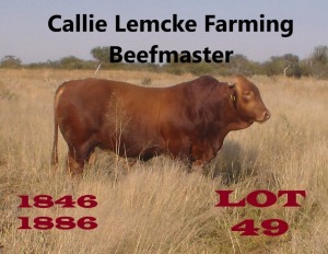 1 x BEEFMASTER BULL Nico Lemcke