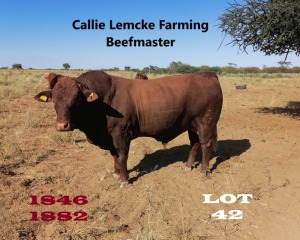 1 x BEEFMASTER BULL Callie Lemcke