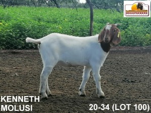 LOT 100 1X KOMMERSIELE OOI/COMMERCIAL EWE BOERBOK KENNETH MOLUSI BOERBOKKE